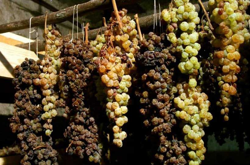 Appassimento delle uve appese ai tralicci in locali fumosi. Produzione Vinosanto affumicato dell'Alta valle del Tevere
